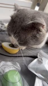 Viên c ỏ mèo bạc hà catnip gắn tường giảm stress cho mèo hình chim cánh cụt VÀ TRÁI BƠ dễ thương