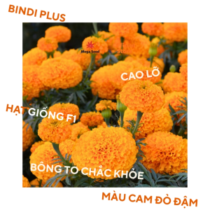 Hạt Giống Hoa Vạn Thọ Chất Lượng F1 Nhập Khẩu Mega Seed Bindi Plus. Bông Màu Cam Đỏ Cổ Lùn.