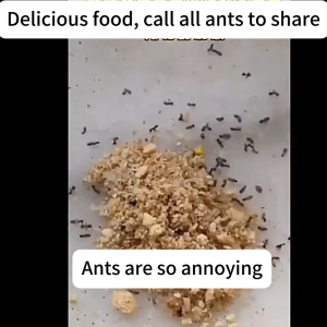 The ants are all dead!!AK Ant killer Ubat semut Ant repellent All kinds of ants can be killed suitable for various scenarios.Ants killer bait 蚂蚁药 蚂蚁药粉