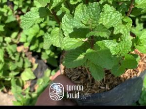 Tanaman Daun Mint Spearmint Bibit Daun mint
