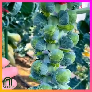 SeedsPLAZA™ - Brussels Sprout Long Island Heirloom Seeds for Planting Vegetable Plants (20 Seed) F1 Brussel Sproud Plant