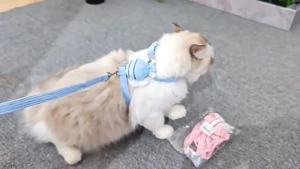 V-0008 Cute Bee Charm Cat/Dog Leash and Harness Set