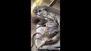 Petrokum Pembasmi Tikus Paling Ampuh Di Rumah Racun Tikus Ampuh Mati Kering Tidak Bau Anti Tikus