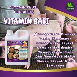 Obat Penggemuk Babi & Vitamin Penggemuk Babi Paling Cepat