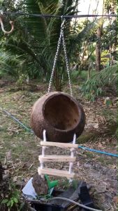 บ้านกะลา นก กระรอก ลูกใหญ่ 16-18 ซม. พร้อมสะพานเชือก สายห้อยโซ่ ไร้สารเคลือบสี รังนอนกะลามะพร้าว 8#