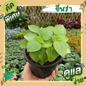 ต้นยี่หร่า ส่งพร้อมกระถาง/ถุงดำ6นิ้ว ผักสวนครัว ต้นละ 39 บาท  เป็นทั้งผักสวนครัวและสมุนไพร  ต้นไม้ปลูกในบ้าน ผักสวนครัว ผักออแกนิก