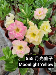 Adenium Obesum Bonsai ID 555 Moonlight Yellow 月光仙子 富贵花