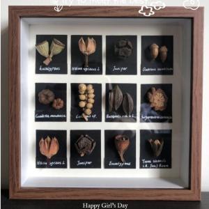 Hollow 3D Square Picture Frame for Dry Flower and Plant Specimens