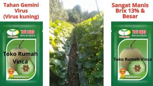 Benih Bibit Melon Madu Tahan Virus MADURASA F1 50 Biji Cap You Seed