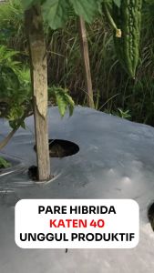 Benih Pare Hibrida NEW KAPTEN 41 10 gram Cap MMT Unggul Produktif