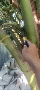 Dụng cụ Rửa Dừa 3 Tấc ( Dụng Cụ hổ trợ nông nghiệp )