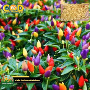 10 BUTIR BIJI /BENIH CABE PELANGI BOLIVIAN RAINBOW PEPPER