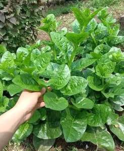 Hạt giống Mồng Tơi Lá To dễ trồng sinh trưởng khỏe thu hoạch nhanh