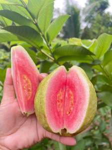 ฝรั่งไส้แดงเพชรภูธร No.1 (เสียบยอดสายพันธุ์แท้)