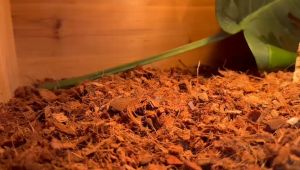 Reptile Bedding Creepy crawlies All Natural Coarse Grade 20L snake bearded dragon tortoise