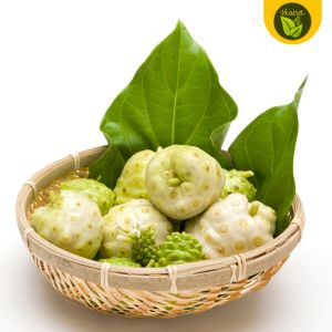 binhi pantanim 10 seeds for planting Morinda citrifolia Indian mulberry noni fruit beach mulberry cheese fruit