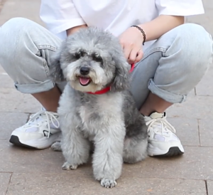 Vòng Cổ Vải Dù Lớn Cao Cấp Có Đệm Xốp Dành Cho Thú Cưng - iPet Shop