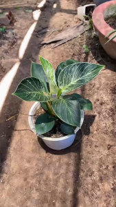 Cây Trầu Bà Kim Cương - Tổng thể tầm 25-35 cm - Kiểng lá đặc biệt mang tài lộc!