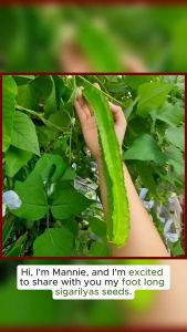 SIGARILYAS SEED`S WINGED BEANS (A FOOTLONG VARIETY)