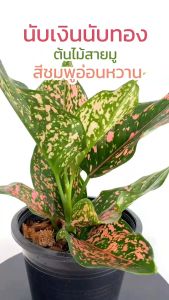 รับเงินรับทอง หรือนับเงินนับทอง กระถาง 5 นิ้ว ต้นไม้มงคล ต้นไม้ฟอกอากาศ ต้นไม้ในร่ม ต้นไม้