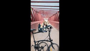 NEW Buddyrider series 2 Bicycle Pet Seat
