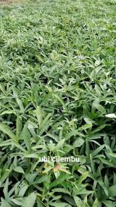 Bibit Ketela Rambat Manis & Stek Cutting
