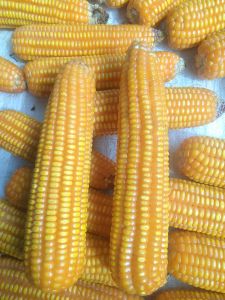 jual bibit jagung hibrida jagung tawar jenis sumo kualitas unggulan hasil pilihan 1kg
