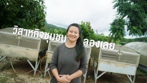 กาแฟแคปซูล 30แคป  อาราบิก้า 100% แบรนด์ ลองเลย อ.นาแห้ว จ.เลย ใช้กับเครื่องชงกาแฟแคปซูลทั่วไปได้