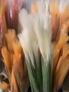 2 BUNCHES OF 85cm PAMPAS! So pretty 😍