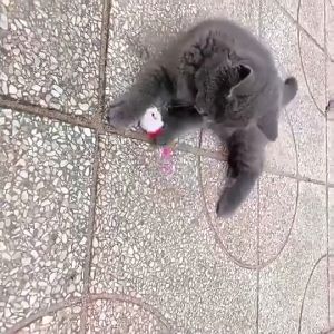 Mainan Kucing Dan Anjing Tikus Warna Warni Pet Toys