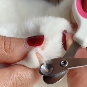 ✂️ที่ตัดเล็บแมว กรรไกรตัดเล็บแมว กรรไกรตัดเล็บสัตว์ ทรงกลม ป้องกันการตัดไปที่เส้นเลือดของแมว