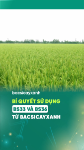 Phân Bón Lúa BS36 Titan Chống Đổ Ngã - Xanh Lá Ngắn Lóng Cứng Cây Không Nghẹn Đòng - Bác Sĩ Cây Xanh