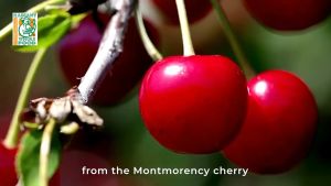 [BUY 4 FREE 2] Lakewood Gluten Free Organic Pure Tart Cherry 946ml (32oz)