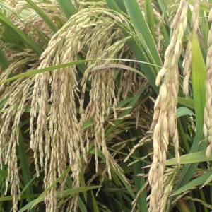 jual benih padi beras ketan putih sudah di pipil super unggul 1 kg