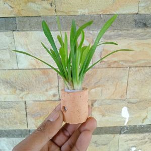Sagittaria subulata Tanaman Aquascape Media Pot