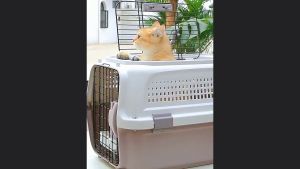 Lồng vận chuyển Chó Mèo đường hàng không tàu xe 2 cánh cửa lưới thoáng mát (mẫu mới) - Hara Pet Store