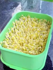 5Sets Sprouts Growing Tray / Soilless Cultivation Nursery Trays / Gardening Sprout Tray with Lid / Net Bottom Hydroponics Seed Germination Tray