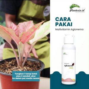 Multivitamin Aglonema Pupuk Aglonema Pengemuk Aglonema Ramah Lingkungan dan Segar
