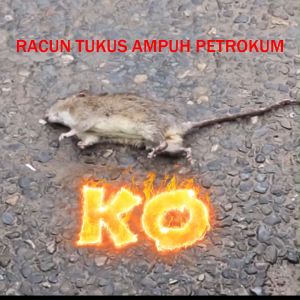 [Paket 25 Pak] Racun Tikus PETROKUM Umpan Pembasmi Basmi Tuntas Manjur Obat Anti Curut