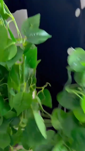 Artificial Hanging Green Plants Simulation Green Leaves Hanging Ivy Vine Garland Plastic Fake Flowers Rattan Wall Decorations for Indoor Home Garden Patio Kitchen Office Hotel Restaurant Ceiling Decoration Grape Begonia Wisteria