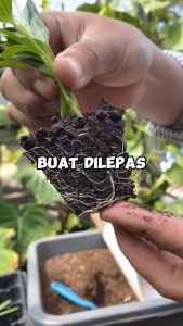 Nampan Baki Seedling Nampan Alas Tray Semai Traypot Biji Benih