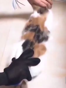 ถุงมือแปรงขน ถุงมือหวีขนสัตว์ ถุงมือลูบขนหมา ขนแมว ช่วยให้ขนไม่พันกัน มีปุ่มสัมผัสช่วยกระตุ้นความฟิน HS99.