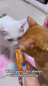 Aatas Cat - Creme Puree Cat Treat 14g Smooth Creamy Purée