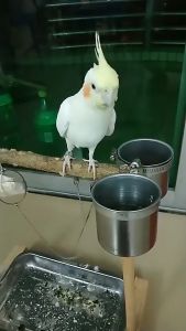 ถูก โซ่นกแก้ว โซ่คล้องขานก โลหะโซ่ โซ่สำหรับนกแก้ว และยืนบทุกประเภท