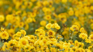 ผงเก๊กฮวย 100% Chrysanthemum Powder ผงเก๊กฮวย ปลอดสารพิษ ตรา กอเงินฟาร์ม ขนาด 200 กรัม