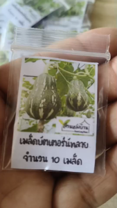 10 เมล็ด บัตเตอร์นัทลาย เมล็ดบัตเตอร์นัท เมล็ดฟักทอง ฟักทอง เมล็ดฮันนี่นัท ฮันนนี่นัท