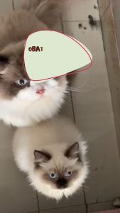 PAKET PERAWATAN KUCING IMUN BOOSTER | OBAT CACING | OBAT MATA | OBAT FLU BATUK | OBAT DIARE 10ML