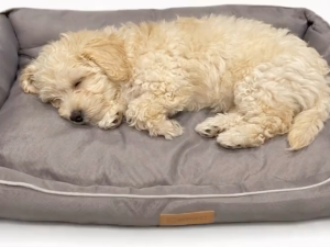 [GEN 2] WOWPET Petfy Love Nest Comfort Pet Bed Waterproof Breathable Anti Slip Durable Oxford Cushion for Dog Cat S M