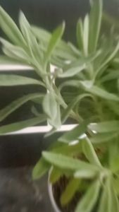 tanaman Lavender english lavandula asli daun harum