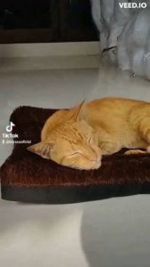 Kasur Kucing Bulu Lembut / Kasur Kucing Jumbo / Tempat Tidur Kucing /Alas Tidur Kucing